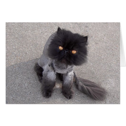 Persian Cat Cards (Front Horizontal)