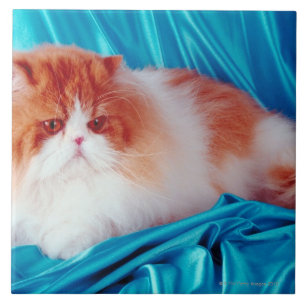 Persian cat ceramic tile