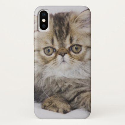 Persian Cat, Felis catus, Brown Tabby, Kitten, iPhone X Case