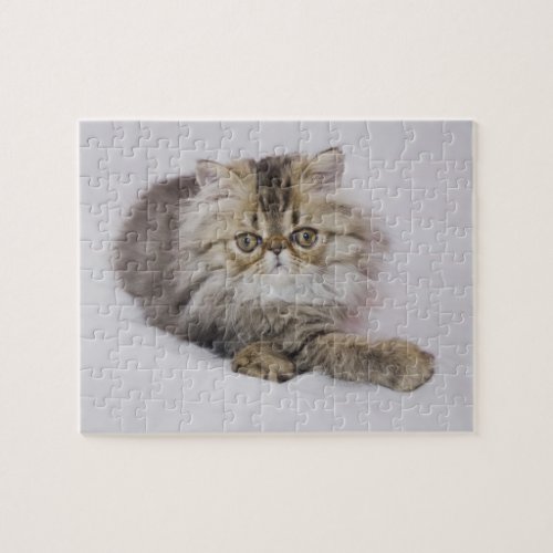Persian Cat Felis catus Brown Tabby Kitten Jigsaw Puzzle