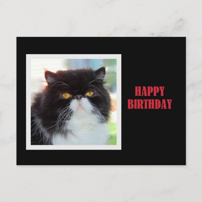 Persian Cat Happy Birthday Postcard (Front)