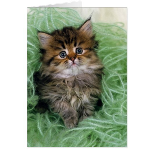 Persian cat; is one of the oldest breeds of cat. (Front)