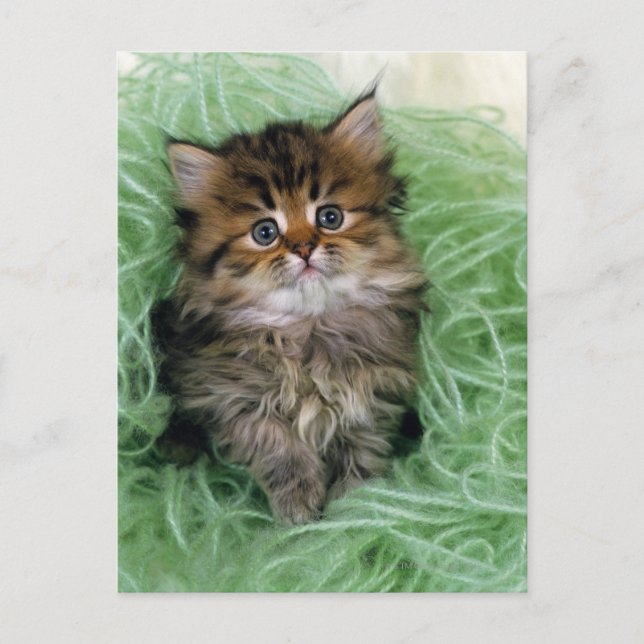 Persian cat; is one of the oldest breeds of cat. postcard (Front)