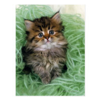 Persian cat; is one of the oldest breeds of cat. postcard