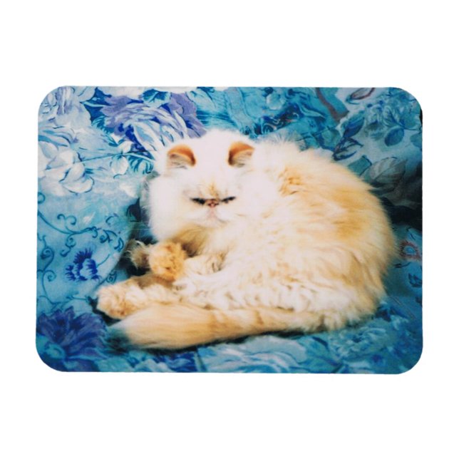 Persian Cat Photo Magnet (Horizontal)