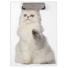 Persian cat sitting