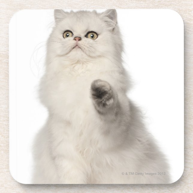 Persian cat sitting coaster (Front)