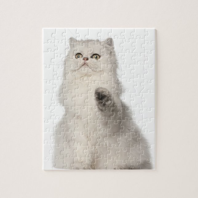 Persian cat sitting jigsaw puzzle (Vertical)