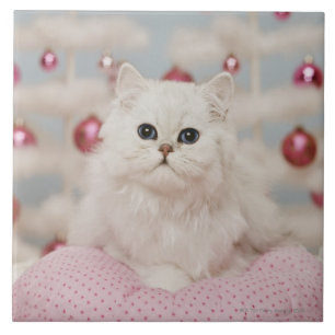 Persian cat sitting on pink pillow ceramic tile
