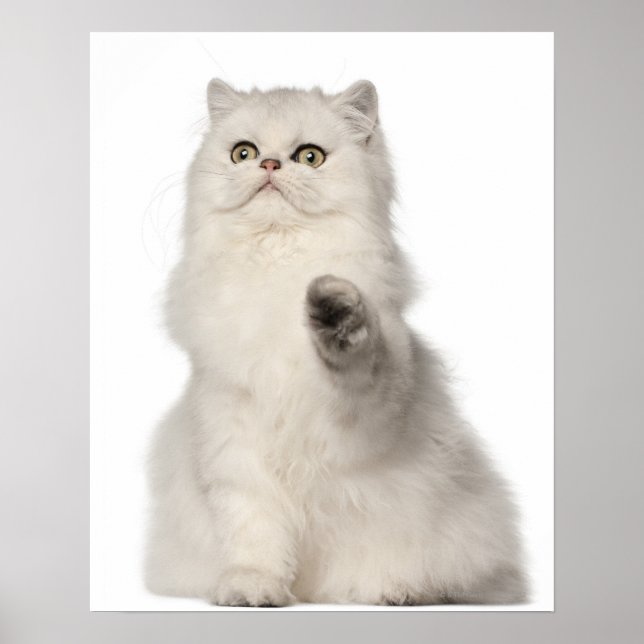 Persian cat sitting poster (Front)
