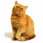 Persian cat statuette<br><div class="desc">cat, Persian, red, animal, pet, sweet, peel</div>