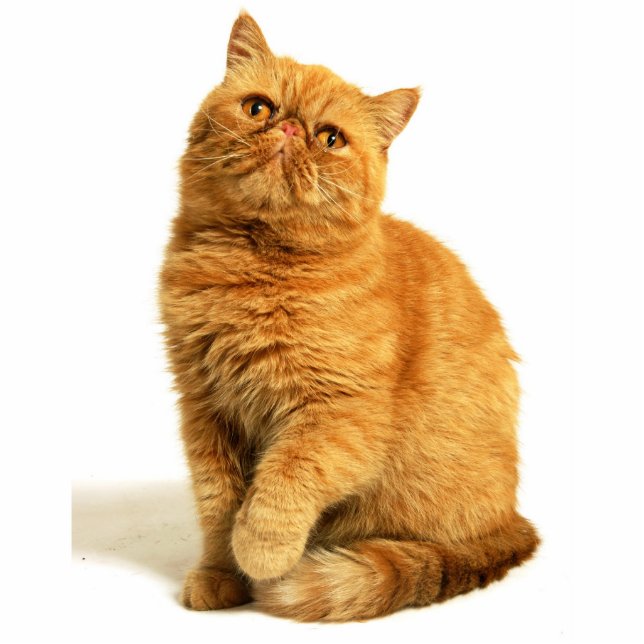 Persian cat statuette (Front)