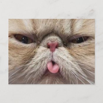 Persian Cat Sticking Tongue Out Postcard by stargiftshop at Zazzle