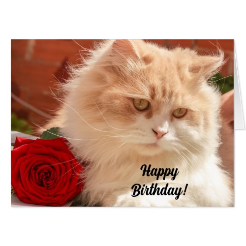 Persian Cat with a Red Rose Giant Birthday Card