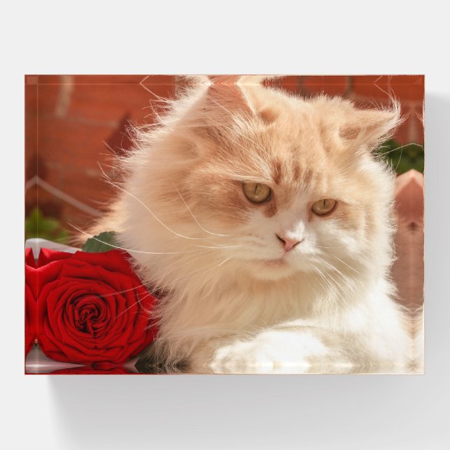 Persian Cat with a Red Rose Paperweight (Front)