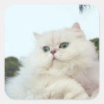 Persian Cat With Jade Eyes Square Sticker at Zazzle