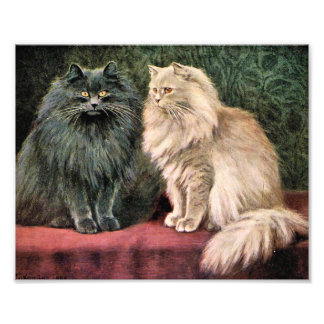 Persian Cats - Blue and Cream Photo Print