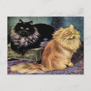 Persian Cats, Smoke and Orange Postcard