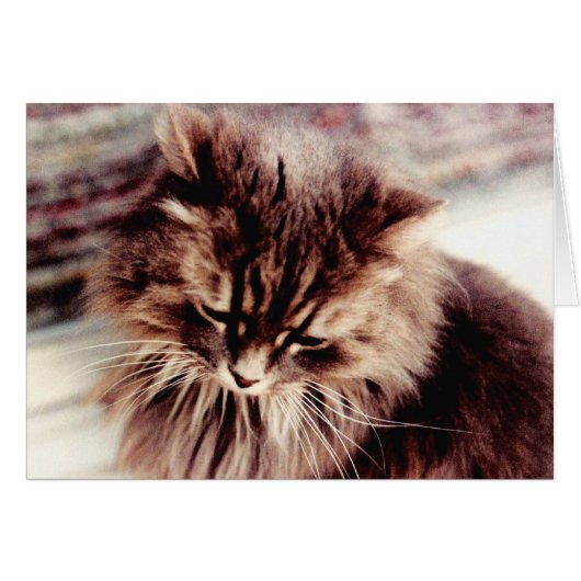 Persian Gray Cat Cards (Front Horizontal)