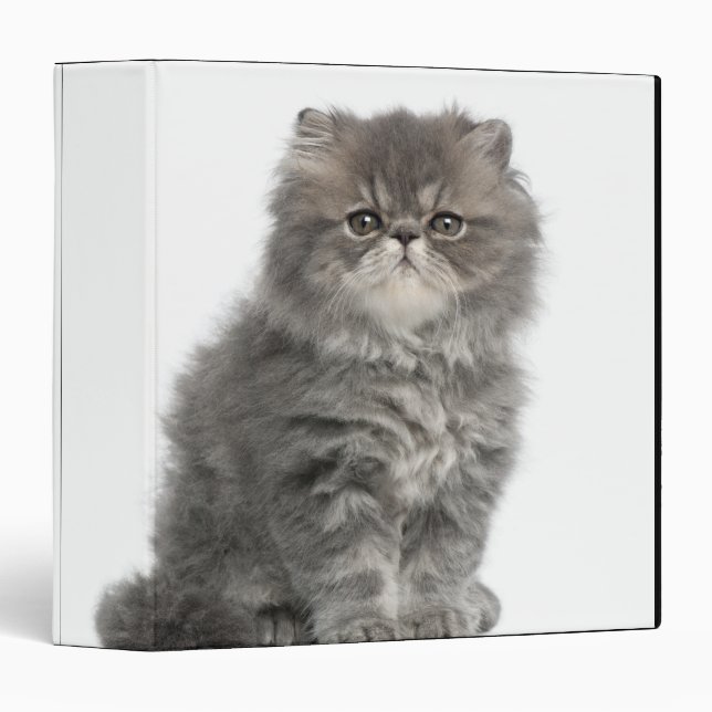 Persian Kitten (2 months old) sitting 3 Ring Binder (Front/Spine)