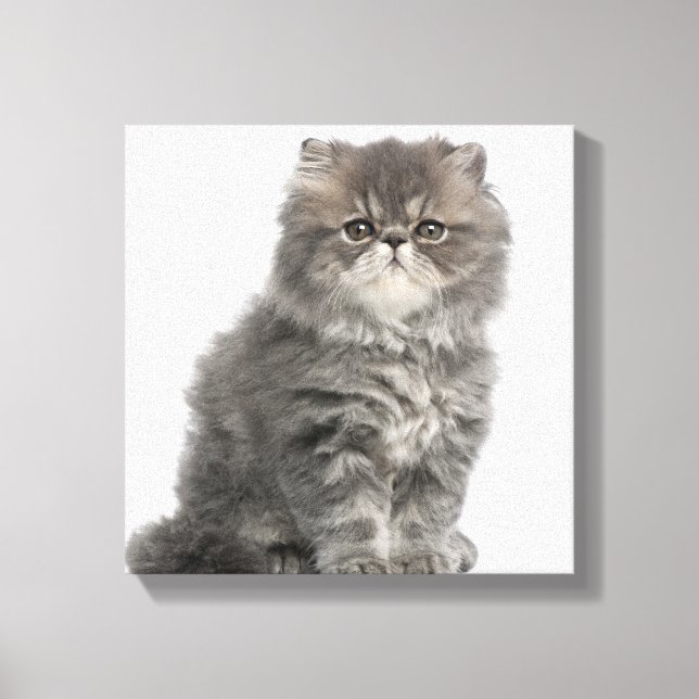 Persian Kitten (2 months old) sitting Canvas Print (Front)