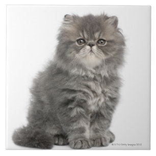 Persian Kitten (2 months old) sitting Ceramic Tile