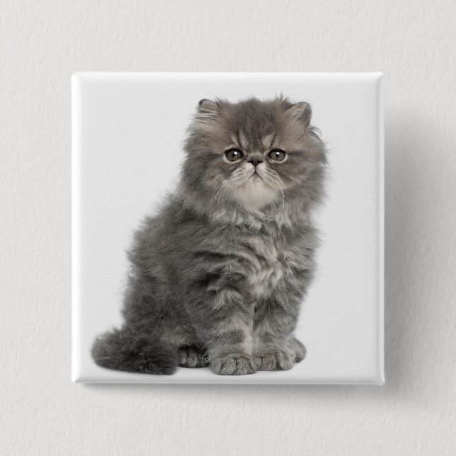 Persian Kitten (2 months old) sitting Pinback Button (Front)