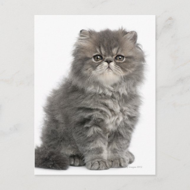 Persian Kitten (2 months old) sitting Postcard (Front)