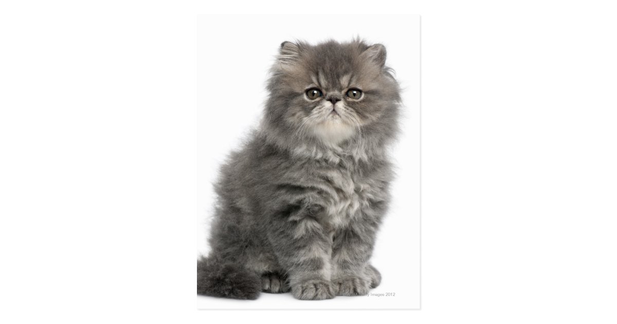 Persian Kitten (2 months old) sitting Postcard | Zazzle.com