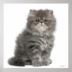 Persian Kitten (2 months old) sitting Poster