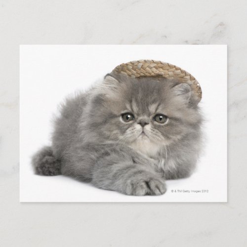 Persian Kitten 2 months old wearing a straw Postcard