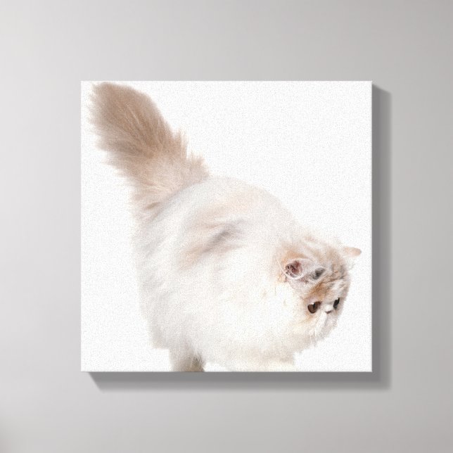 Persian kitten (3 months old) canvas print (Front)