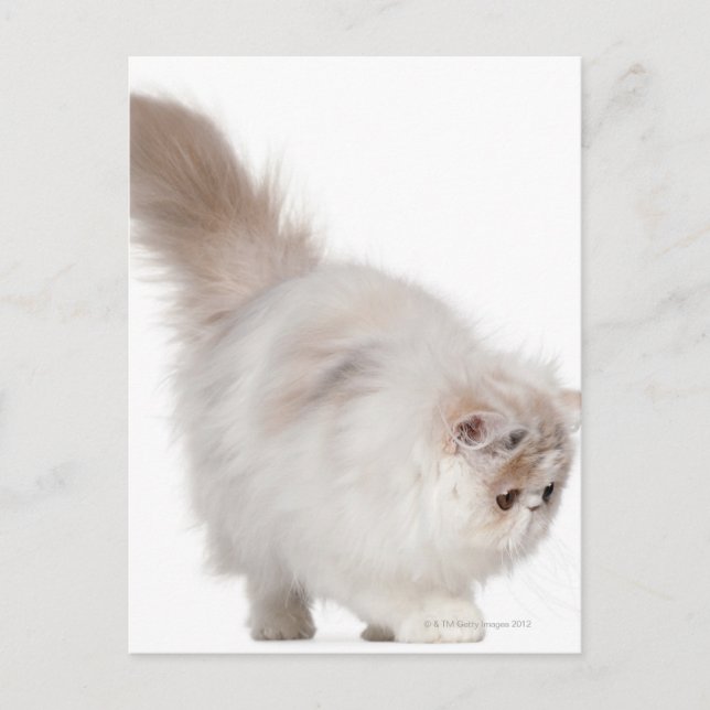 Persian kitten (3 months old) postcard (Front)