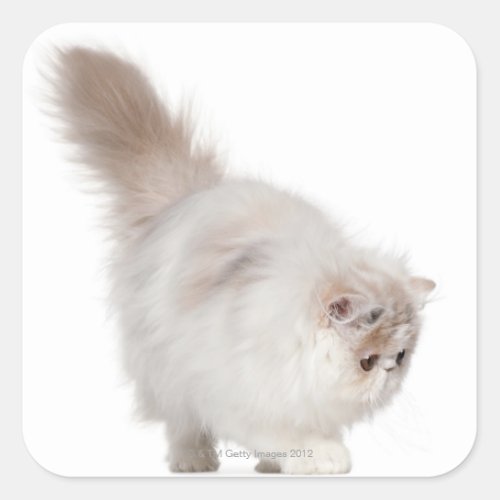 Persian kitten 3 months old square sticker