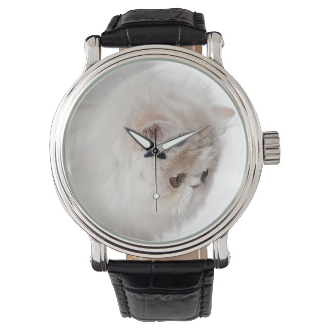 Persian kitten (3 months old) watch (Front)