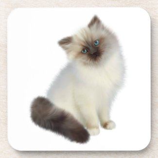 Persian Kitten