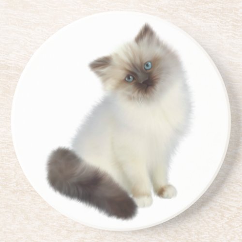 Persian Kitten