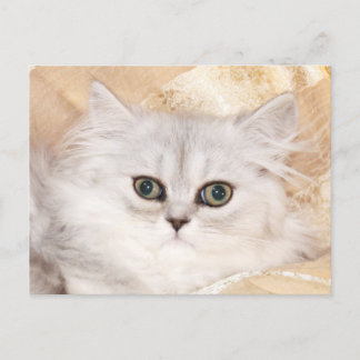 Persian kitten face postcard