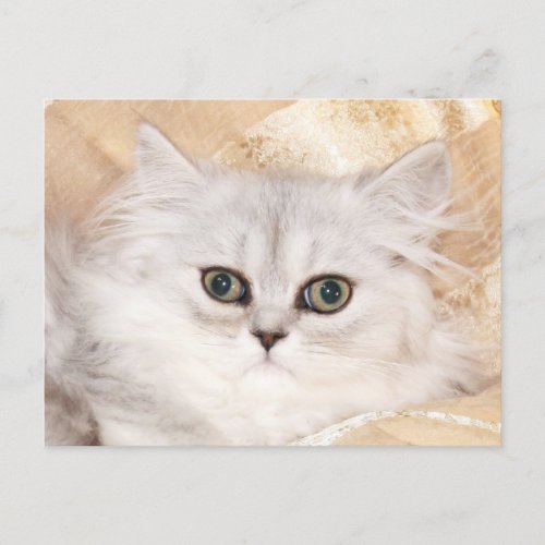 Persian kitten face postcard