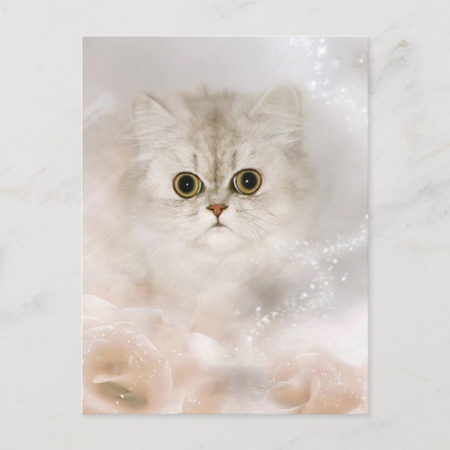 Persian kitten face postcard (Front)
