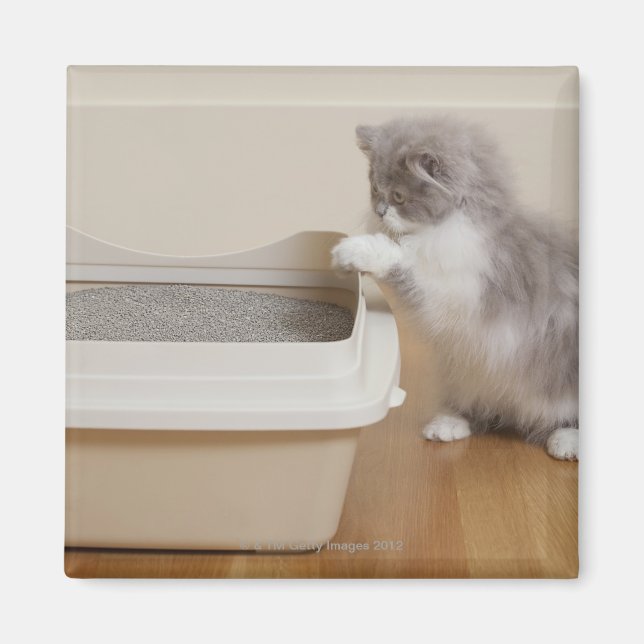 Persian Kitten looking at litter box Magnet (Front)