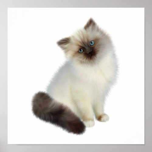 Persian Kitten Poster