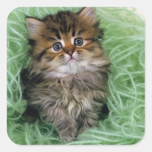 Persian Kitten Square Sticker