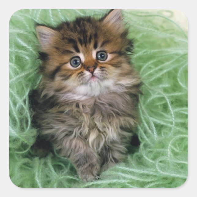 Persian Kitten Square Sticker (Front)