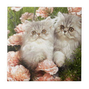 Persian Kittens Play in Pink Flowers Ceramic Tile