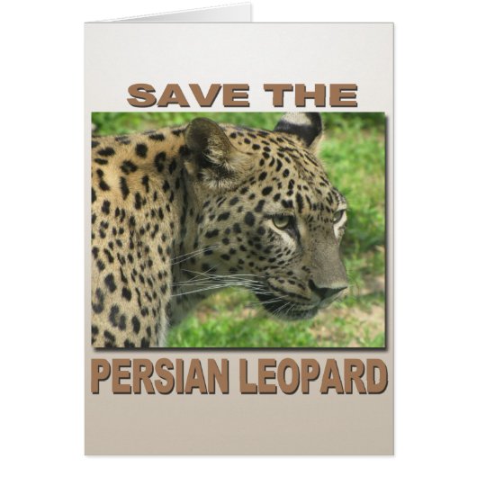 Persian Leopard Cards (Front)