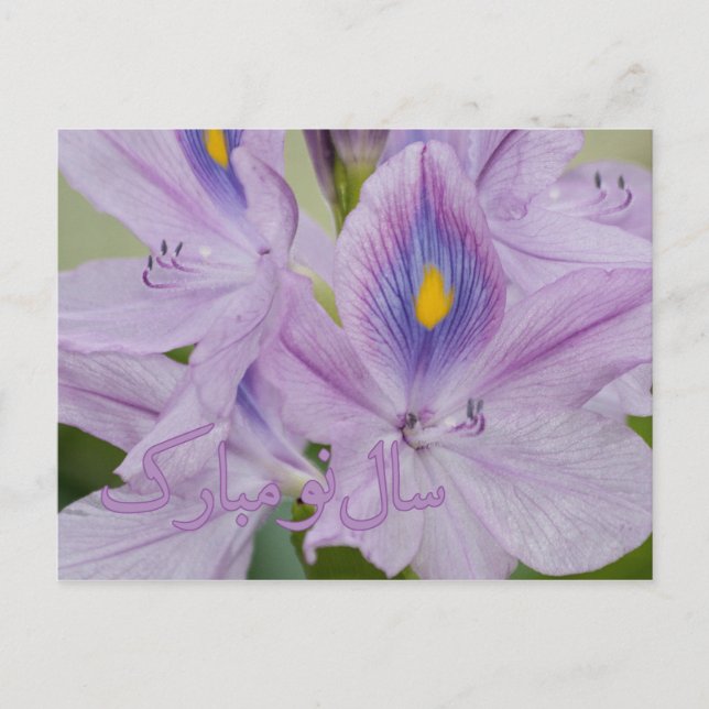Persian New Year Nowruz Water Hyacinth Holiday Postcard (Front)