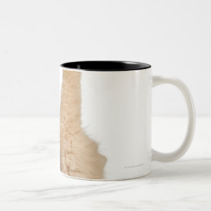 Persian playing (3 years old) Two-Tone coffee mug