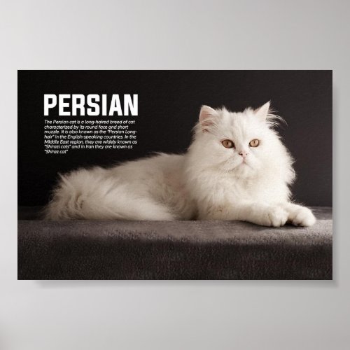 PersianShirazi Cat Breed Poster