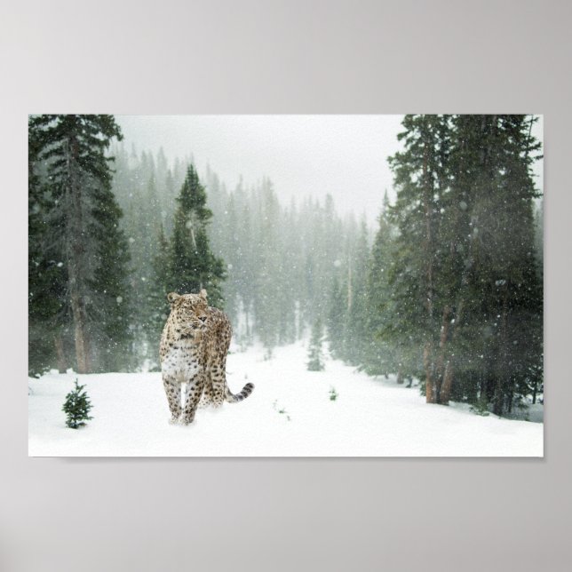 Persian Snow Leopard Poster (Front)